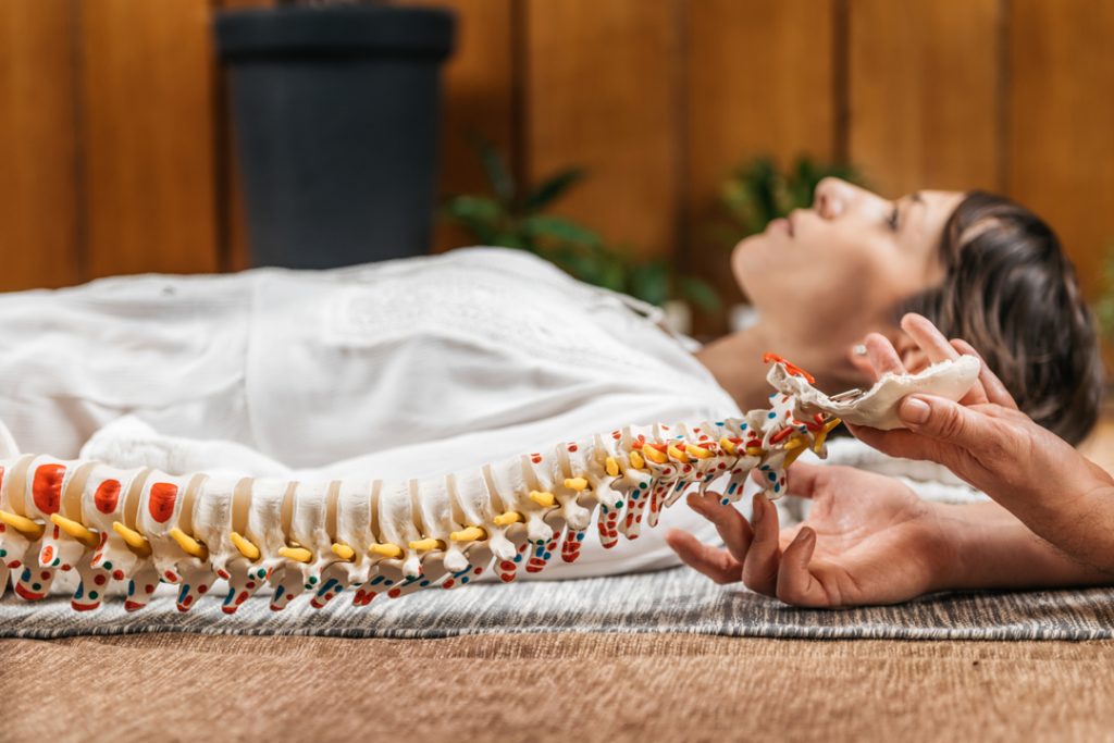 chiropractic and osteopathy patient education with flexible spine model